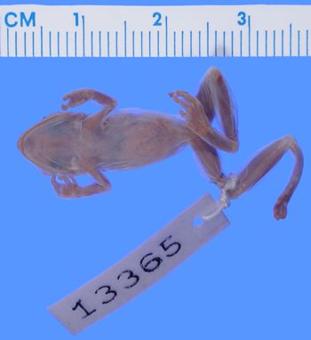 Media type: image; Herpetology A-13665